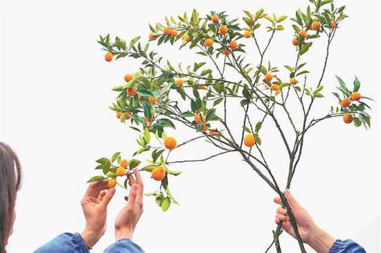 为柑橘寻找“超级砧木中国芯”