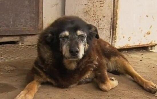 全世界最老狗狗辞世 相当于人类133岁