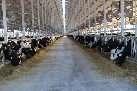宁夏贺兰 优质牧场助力奶产业发展新质生产力