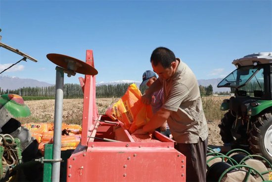 新疆和硕县2.5万亩冬小麦全面开播