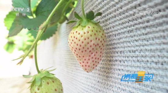 <em>草莓</em>好吃，<em>如何</em>挑选？