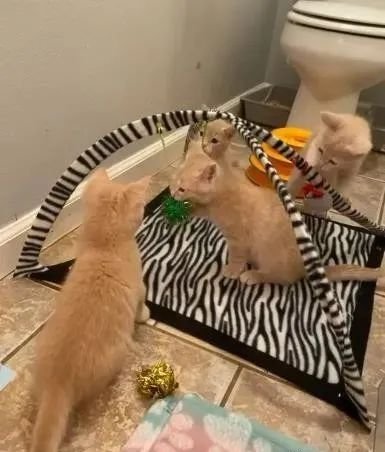 网友一口气收养4只被遗弃的小<em>橘猫</em>：4倍的快乐，8倍的猫粮！