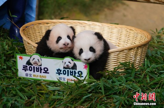 旅韩大熊猫双胞胎幼崽首次公开露面