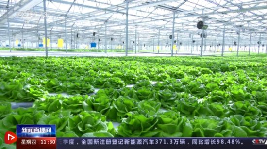 科技赋能 “植物工厂”让<em>蔬菜</em>达到最佳生长状态