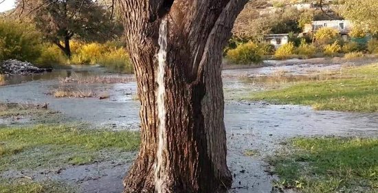 一棵会“喷水”的百年老树，<em>几十年</em>不停在喷水，水是怎么出来的...