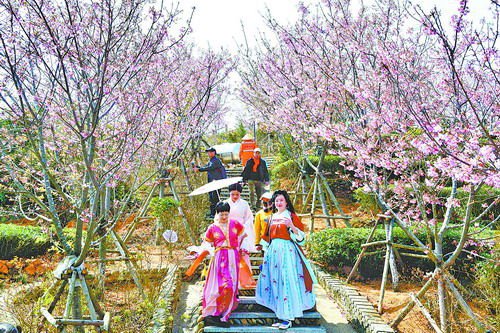 全国首个"零碳"樱花节登上厦门高山 白交祠第三届樱花节开幕
