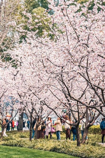 上海市中心的粉色浪漫溢出屏幕了！来这个公园<em>免费</em>赏樱→