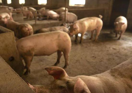 一食品公司因数十名员工确诊<em> 加拿大</em>企业<em>停止对华猪肉出口</em>