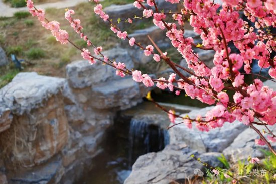春天里的井陉丨龙王山公园