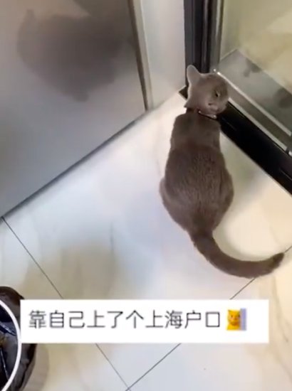 温州小猫走丢2天在上海被收养<em> 猫</em>凭本事上了上海户口<em>厉害</em>啊！