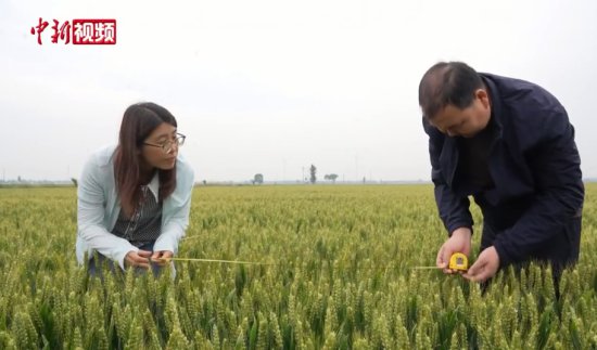 夏粮丰收在望 河北邢台农技人员为小麦量“<em>身高体重</em>”