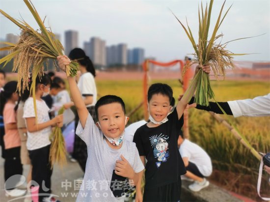 求是富春九小学子到中国水稻研究所试验田体验水稻收割
