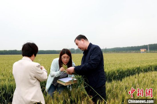 夏粮丰收在望 河北农技人员为小麦量“<em>身高体重</em>”