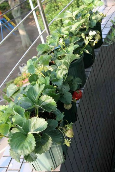 春节后想要养好带花带果的<em>盆栽草莓</em>，这6点要做好点
