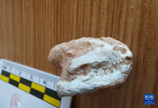 内蒙古乌拉特后旗境内发现<em>白垩纪</em>蜥蜴类头骨化石