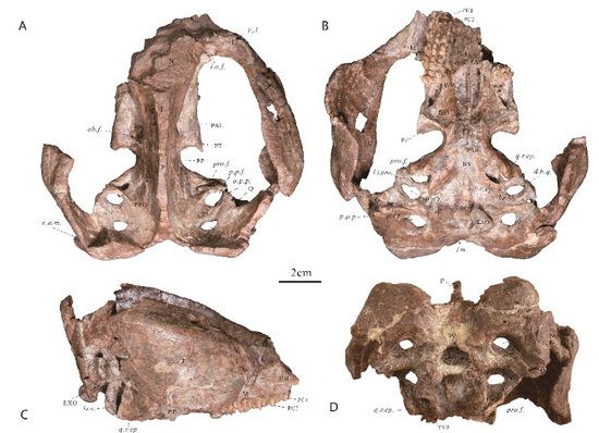 三列齿兽类首次在重庆云阳被发现 它们是中侏罗世早期云阳<em>恐龙的</em>...