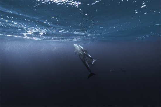 前瞻全球自然地理周报第4期：座头鲸“歌声<em>之谜</em>”被揭开，百万只...