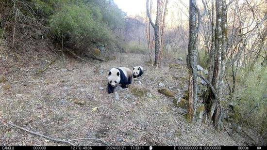 <em>陕西</em>长青国家级自然保护区再拍野生大熊猫母子同框高清影像