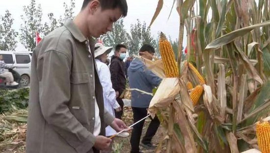 卫辉市2023年高产高效行动玉米单产提升项目进行实收测产
