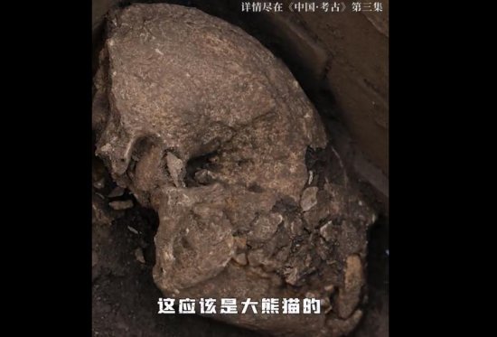 首次！汉文<em>帝霸</em>陵殉葬坑发现大熊猫骨骼 2000年前大熊猫就是顶流