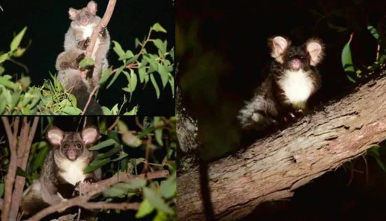 科学家在澳大利亚发现两种新的哺乳<em>动物</em>物种