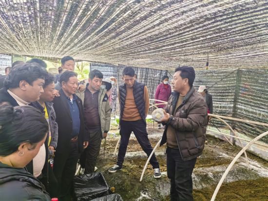 西藏墨脱县小小羊肚菌成为增收“致富菌”