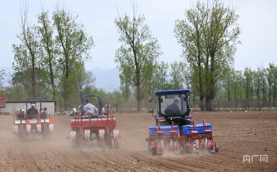 北京延庆区旧县镇4500余亩鲜食玉米开始播种