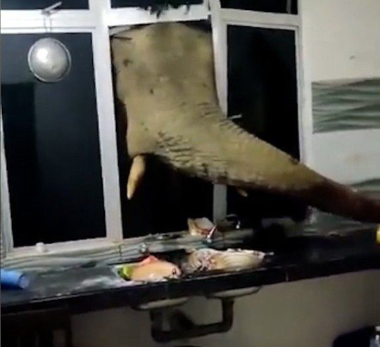 马来西亚一头大象撞坏厨房窗户<em> 把</em>鼻子伸进居民家里偷食物