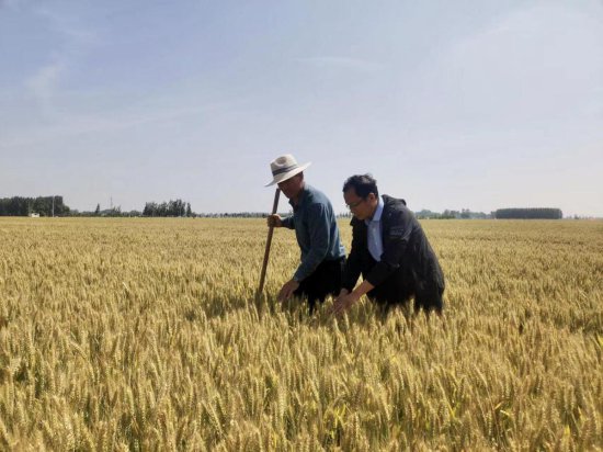 开封市通许县邸阁乡：人大代表助力小麦生产安全