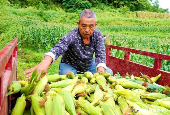 山王坪镇：鲜玉米“梯次上市” 香甜味弥漫整个秋季