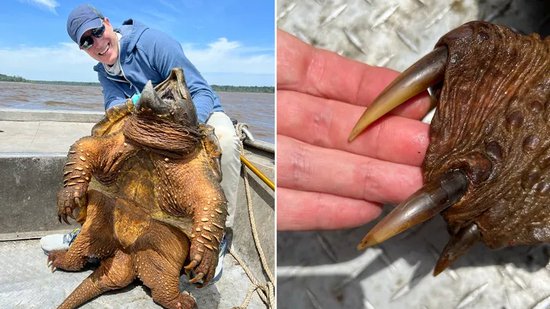 耗时一个半小时 美国垂钓者捕获91公斤重鳄龟