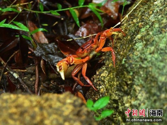 在三亚亚龙湾热带森林遇见会上树的“煮熟”螃蟹