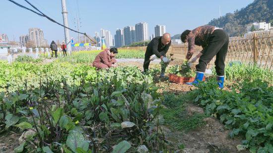 杭州临安：闲置地里生出“新业态” “共富菜园”受城里人青睐