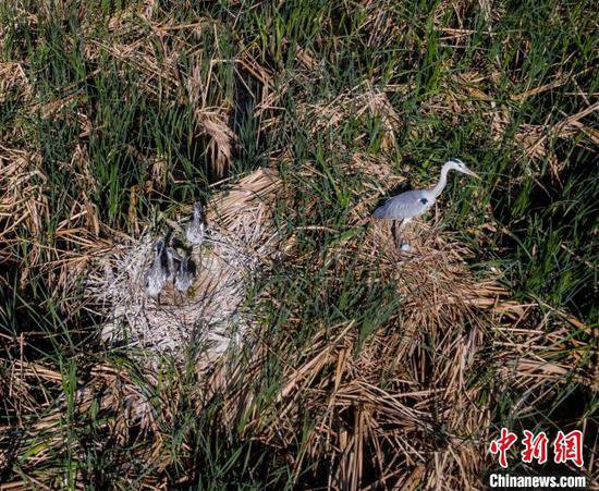 “京津冀最美湿地”河北衡水湖：万余只夏候鸟迎来孵化哺育期