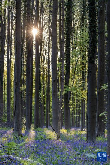 比利时：“蓝铃花”森林
