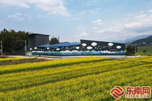 浦城：6.5万亩油菜丰收在望 稻再油轮作助农增收