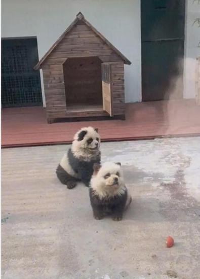 泰州动物园用狗冒充熊猫？园方回应