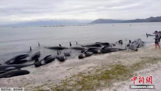 新西兰<em>鲸鱼</em>搁浅事件：28头<em>鲸鱼</em>被推回海中但恐再上岸