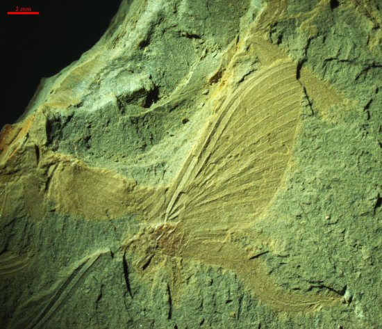 科学家发现1.8亿年前<em>蜉蝣</em>“飞行婚礼”化石