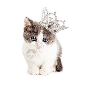 五周的<em>小</em>可爱小猫穿着<em>莱茵石</em>公主王冠在白色