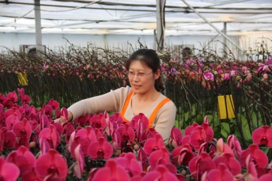 威海临港区：这里的5万株蝴蝶兰即将惊艳上市