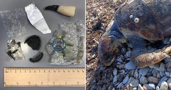 研究人员在海龟胃里发现大量塑料碎片 海洋塑料污染情况令人担忧
