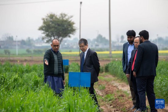 通讯丨中巴农业合作助力巴基斯坦培育小麦新品种