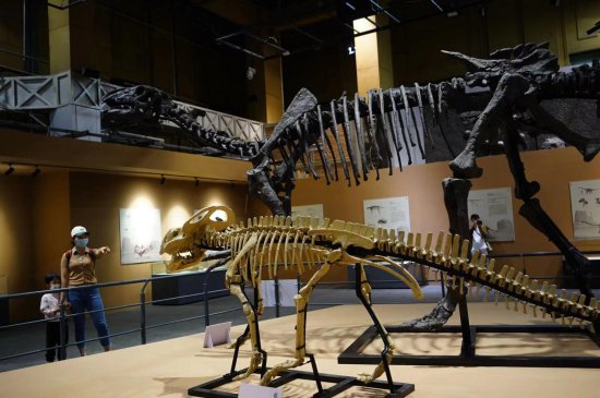 自然博物馆<em>恐龙</em>家族迎来新成员，50余件化石阐释<em>恐龙</em>晚期<em>演化</em>