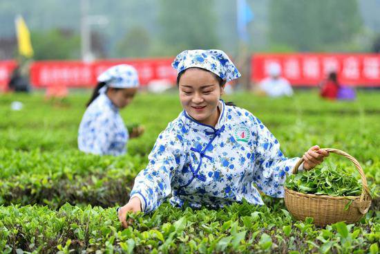 保康县：“链式”发力 “小茶叶”长成“大产业”