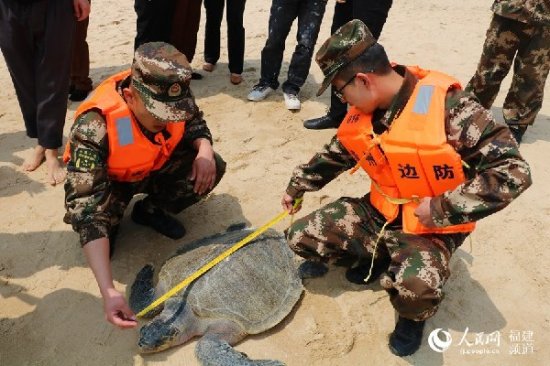 福建东山渔民误捕300岁玳瑁海龟已放归大海