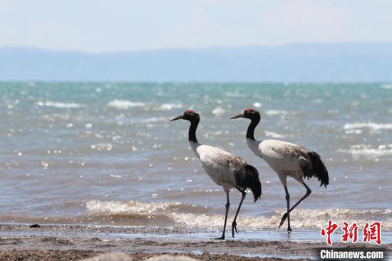 调查研究显示：起始于<em>青海</em>的黑颈鹤迁徙路线主要有三条