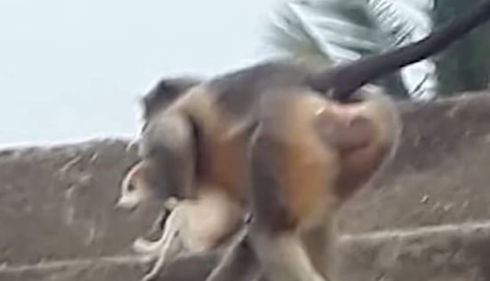 印度猴子为报仇杀250条狗：2只猴<em>被</em>抓，将在外地放生