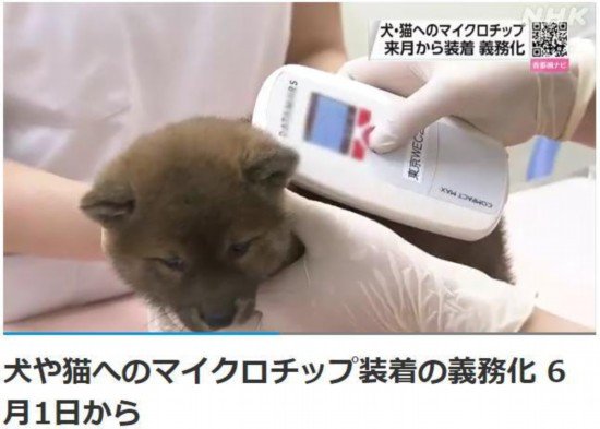 日本新法规定商家必须给猫狗植入芯片 6月1日生效