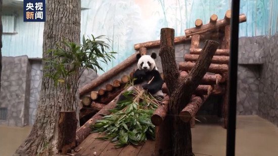 在俄出生的大熊猫幼崽与游客首次见面